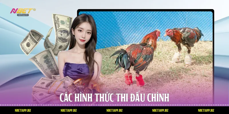 Các hình thức thi đấu chính