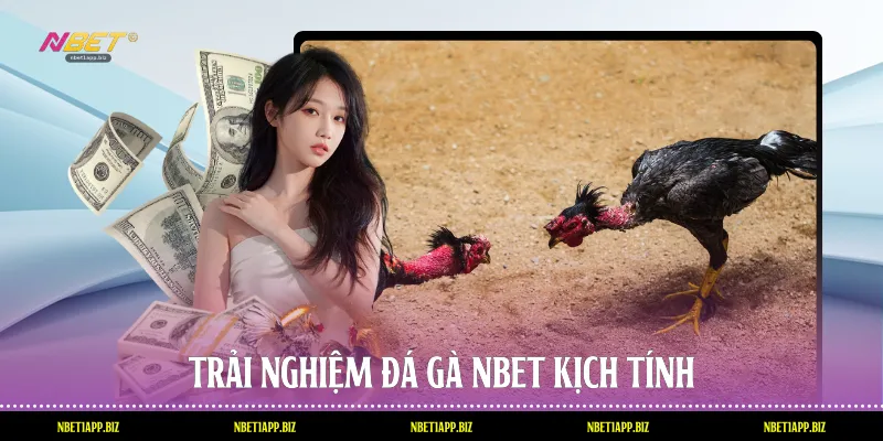 Trải nghiệm đá gà Nbet kịch tính